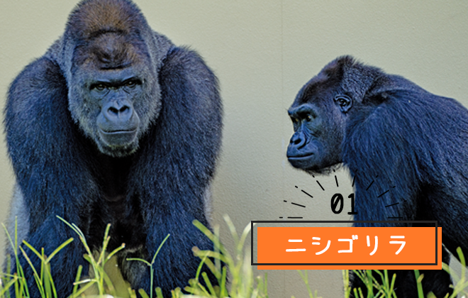 東山動植物園ニシゴリラ