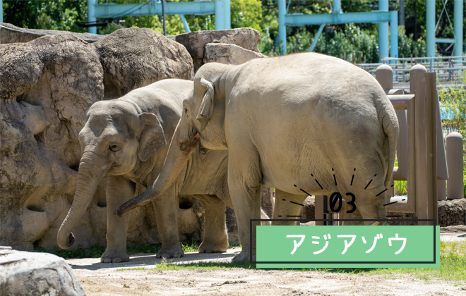 東山動植物園アジアゾウ